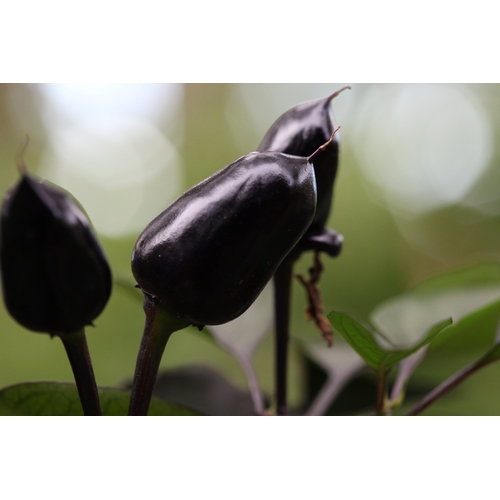 Black Prince