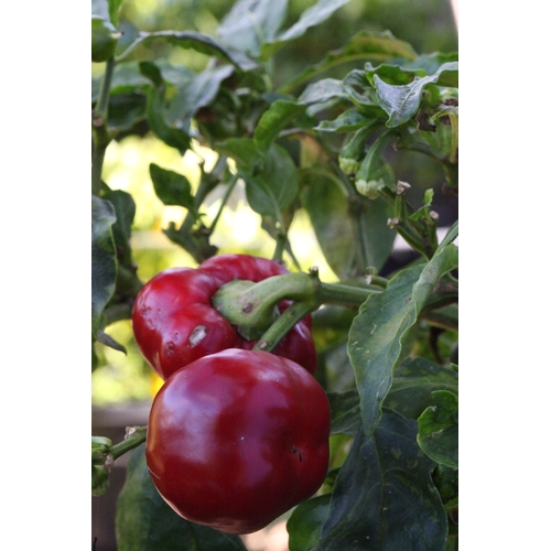 Mini Capsicums 